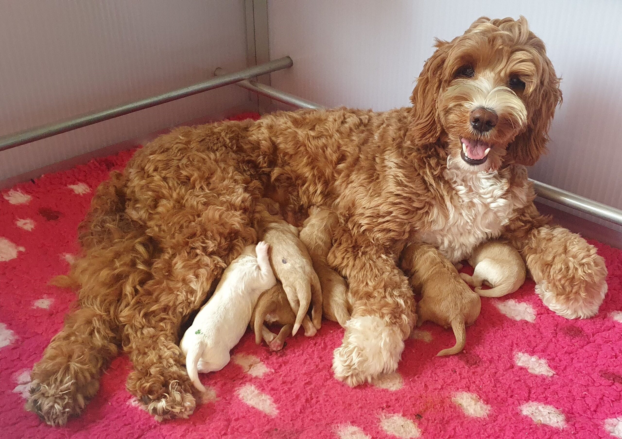 Labradoodle pups