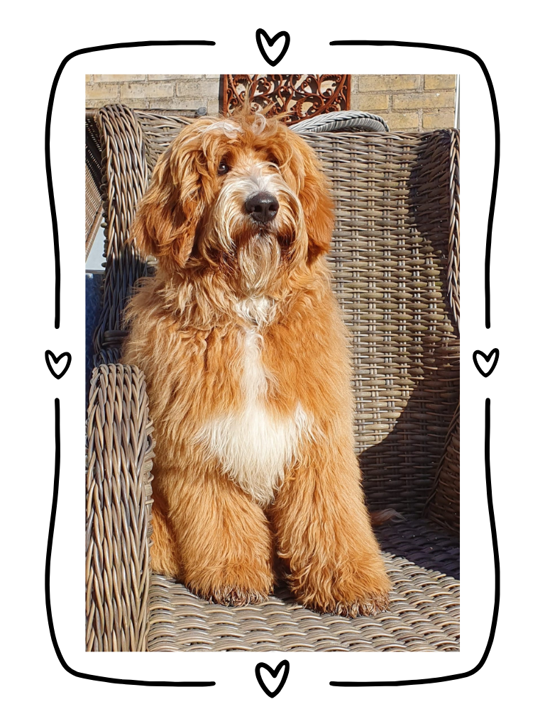 Australische Labradoodle 